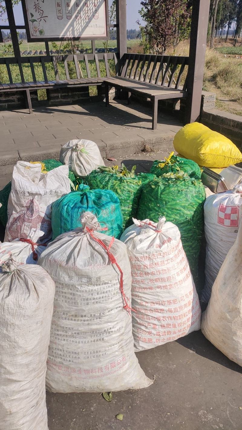 精品蚕豆，白蚕豆，大量上市中，欢迎老板订购，实地看货
