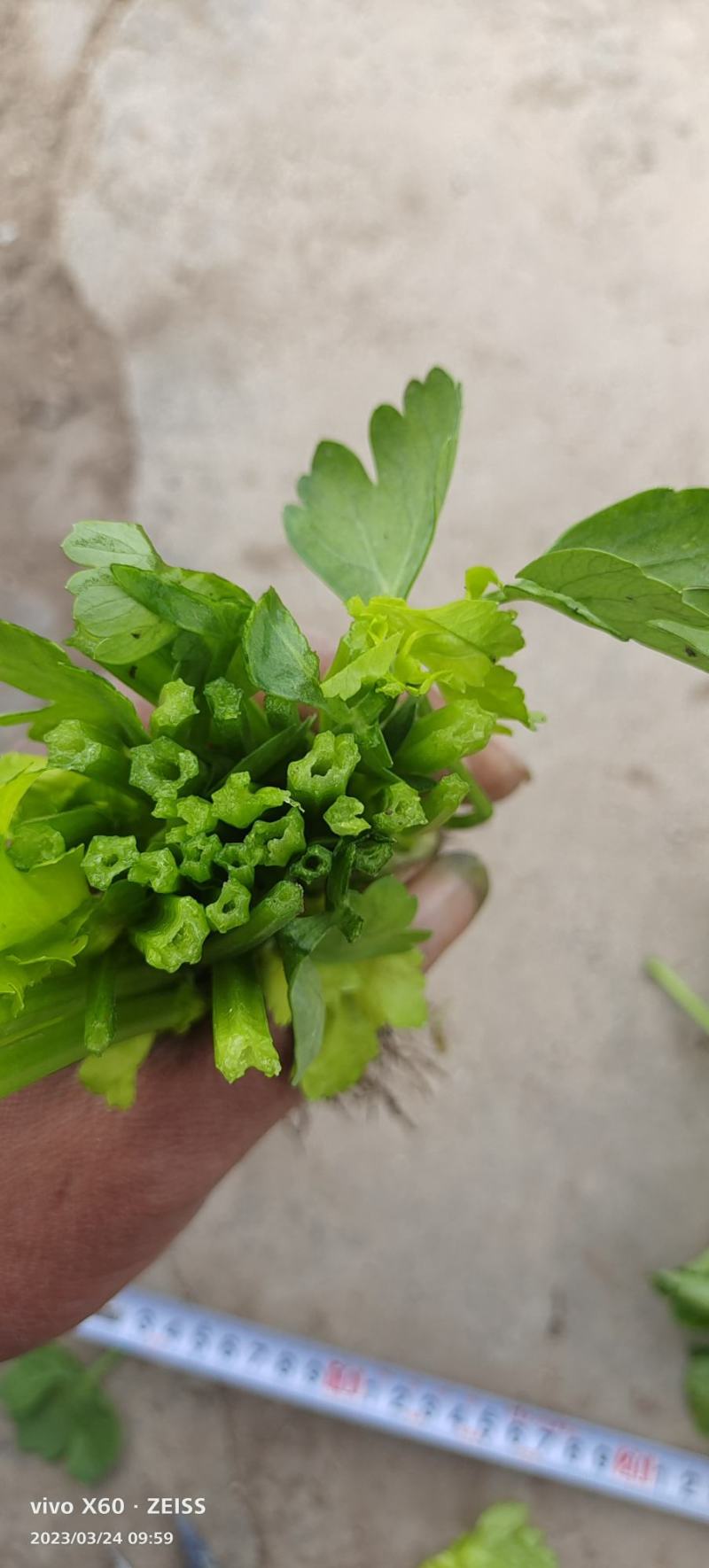 通海县小土芹40分到50分秆绿口感脆无虫害