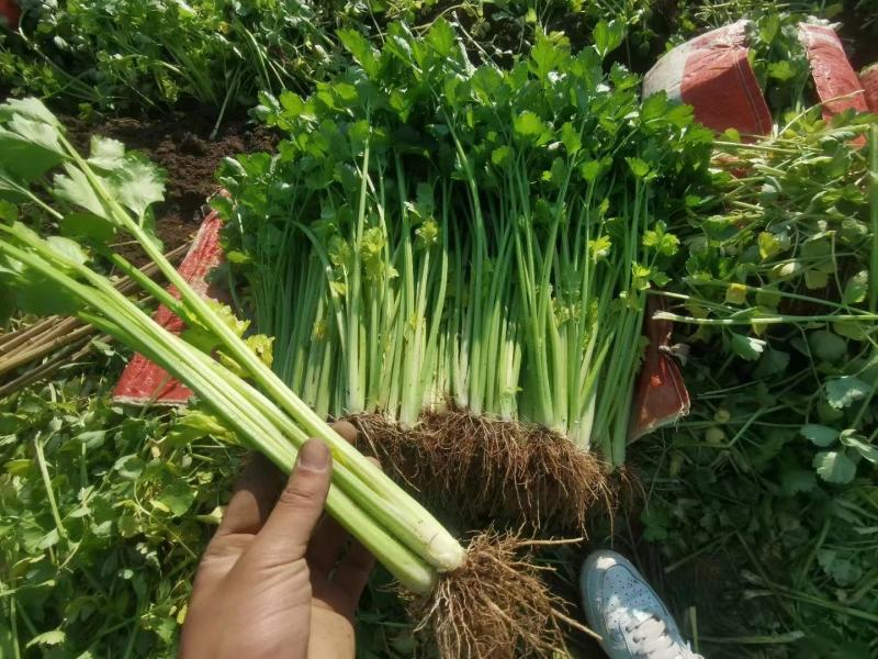 通海县小土芹40分到50分秆绿口感脆无虫害