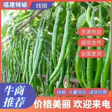 大棚万亩基地精品线椒大量走货，长期供货视频看货代办