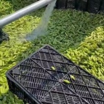 精品蚕豆，白蚕豆，大量上市中，欢迎老板订购，实地看货