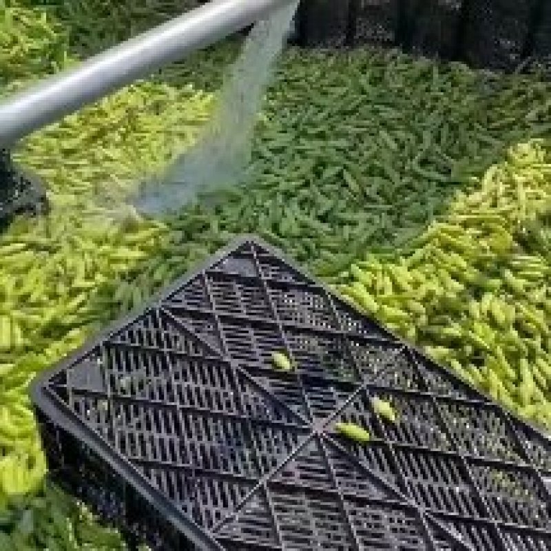精品蚕豆，白蚕豆，大量上市中，欢迎老板订购，实地看货