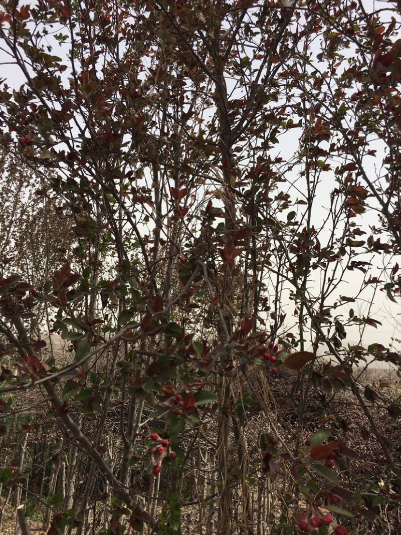 各种规格北美紫色垂丝海棠树西府海棠垂丝海棠低价出售