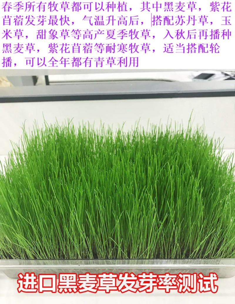 冬牧70黑麦草种子耐寒牧草种子全国发货四倍体黑麦草种子