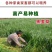 冬牧70黑麦草种子耐寒牧草种子全国发货四倍体黑麦草种子