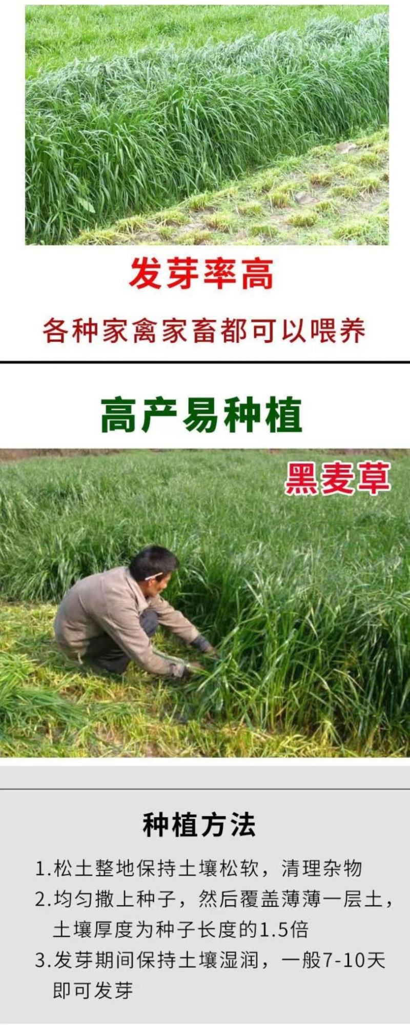 冬牧70黑麦草种子耐寒牧草种子全国发货四倍体黑麦草种子