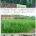 冬牧70黑麦草种子耐寒牧草种子全国发货四倍体黑麦草种子