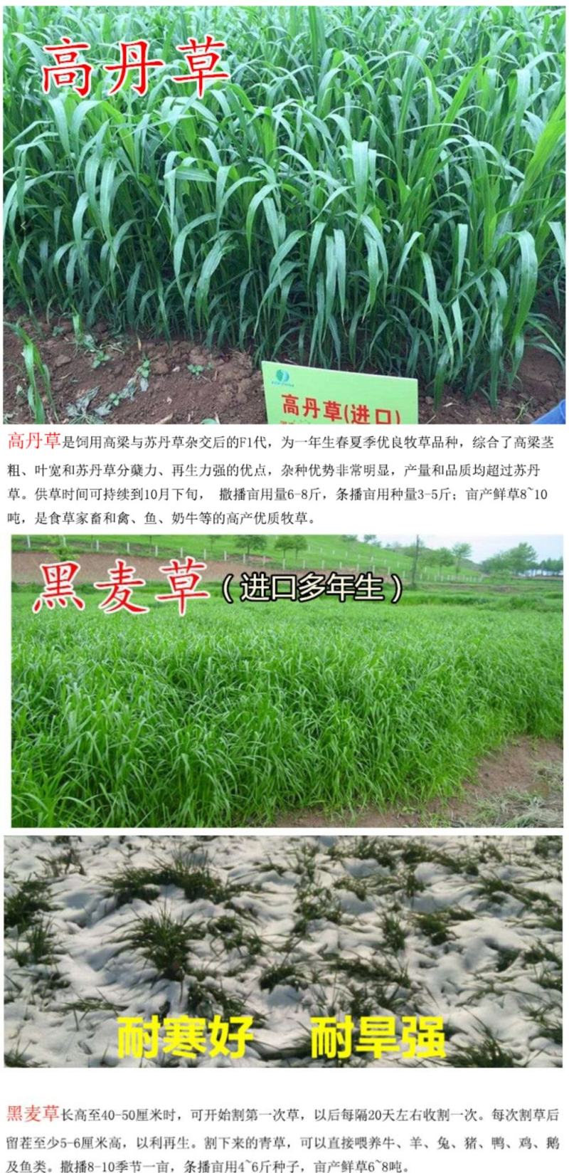 冬牧70黑麦草种子耐寒牧草种子全国发货四倍体黑麦草种子