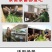冬牧70黑麦草种子耐寒牧草种子全国发货四倍体黑麦草种子
