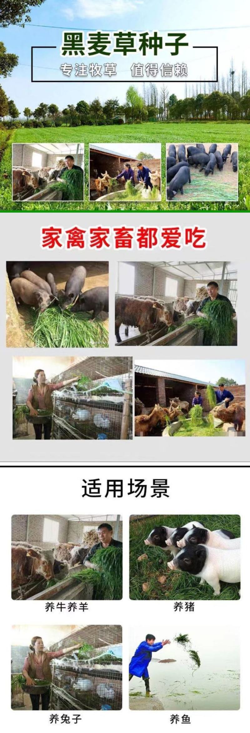 冬牧70黑麦草种子耐寒牧草种子全国发货四倍体黑麦草种子