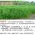 冬牧70黑麦草种子耐寒牧草种子全国发货四倍体黑麦草种子