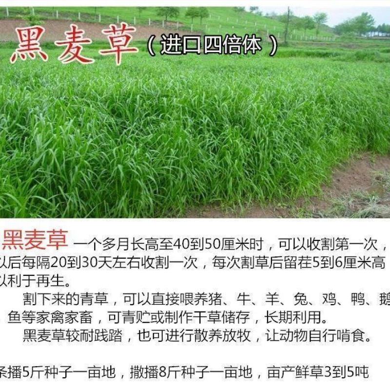 冬牧70黑麦草种子耐寒牧草种子全国发货四倍体黑麦草种子