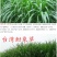 冬牧70黑麦草种子耐寒牧草种子全国发货四倍体黑麦草种子