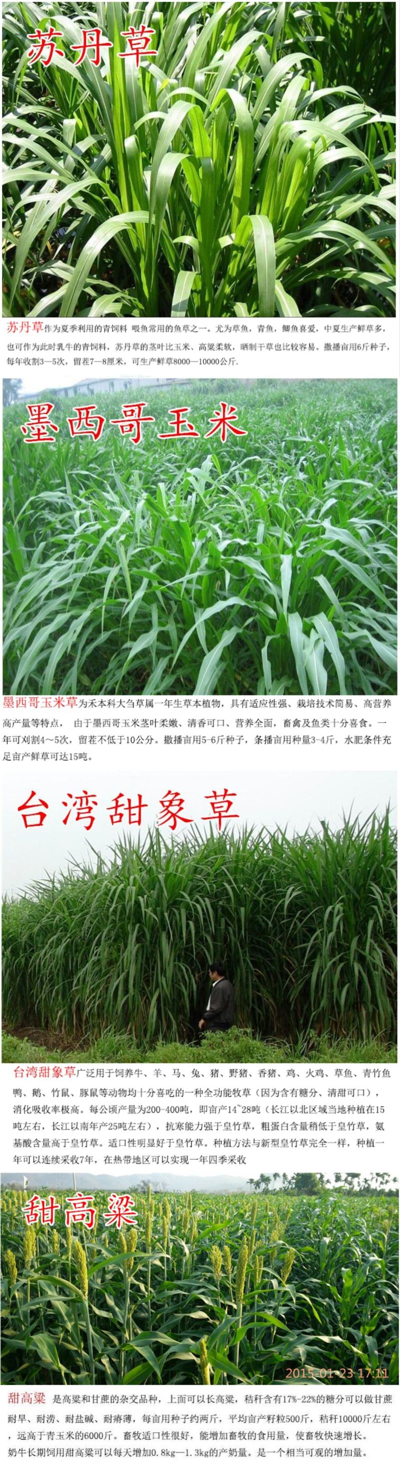 冬牧70黑麦草种子耐寒牧草种子全国发货四倍体黑麦草种子