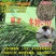 冬牧70黑麦草种子耐寒牧草种子全国发货四倍体黑麦草种子