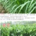 冬牧70黑麦草种子耐寒牧草种子全国发货四倍体黑麦草种子