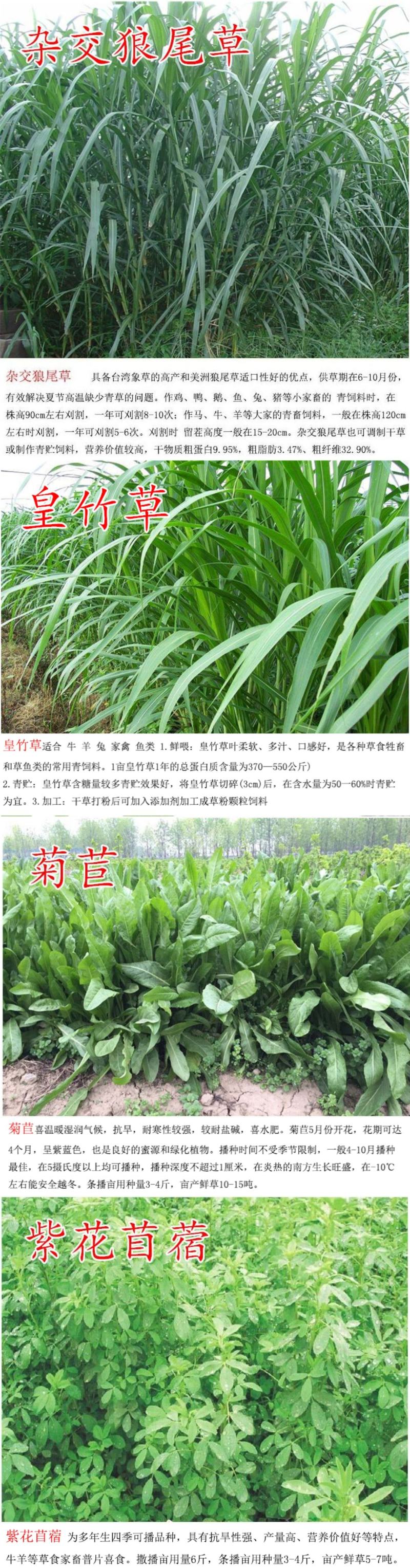 冬牧70黑麦草种子耐寒牧草种子全国发货四倍体黑麦草种子