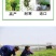 冬牧70黑麦草种子耐寒牧草种子全国发货四倍体黑麦草种子
