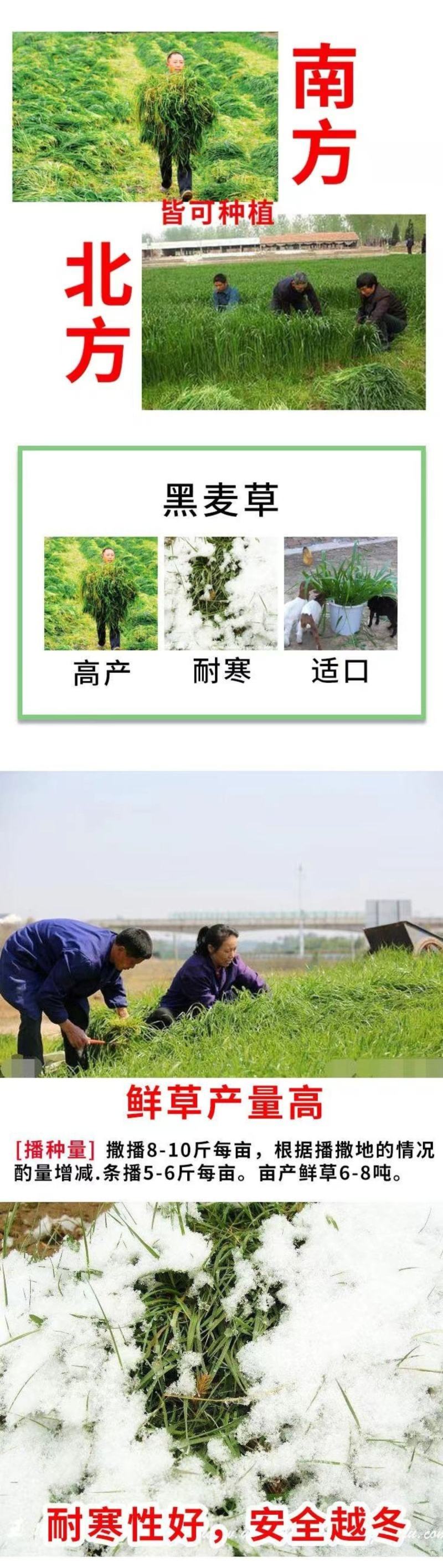 冬牧70黑麦草种子耐寒牧草种子全国发货四倍体黑麦草种子