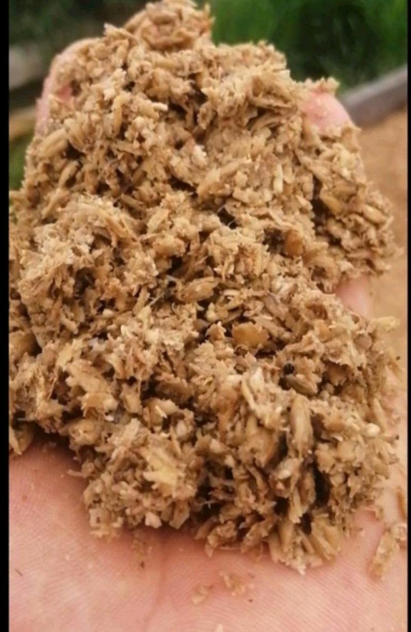 新鲜啤酒糟高蛋白，酒香浓，牛羊吃了长膘膘，价格便宜