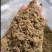 新鲜啤酒糟高蛋白，酒香浓，牛羊吃了长膘膘，价格便宜