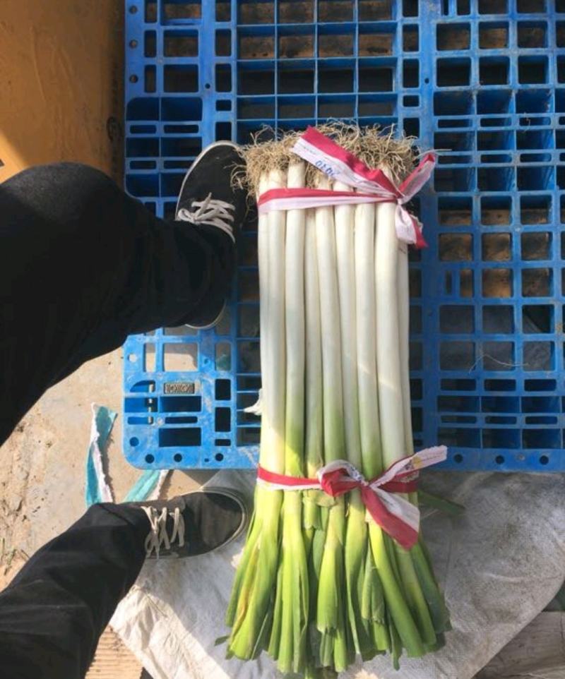 浙江大葱日本钢葱净葱2cm左右30~40cm