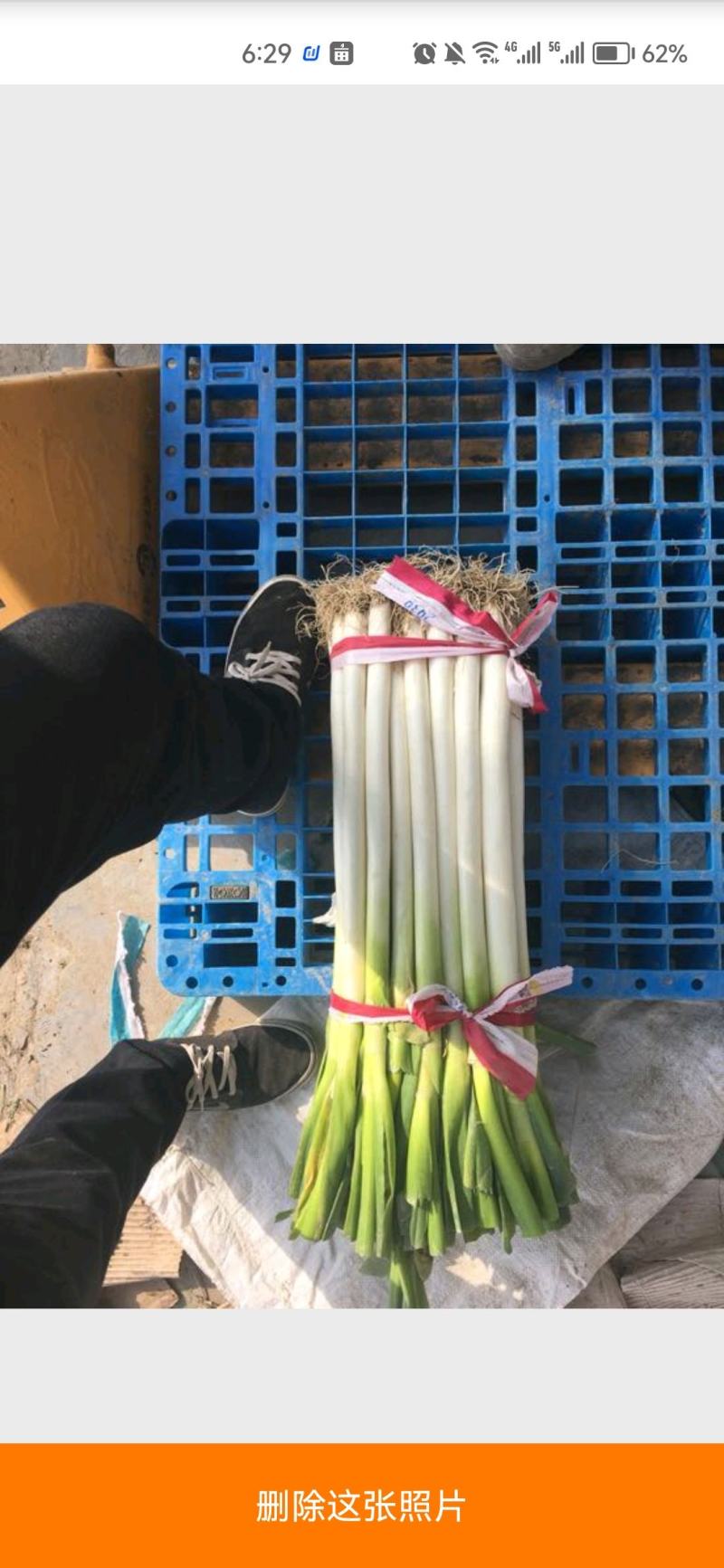 浙江大葱日本钢葱净葱2cm左右30~40cm