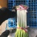 浙江大葱日本钢葱净葱2cm左右30~40cm
