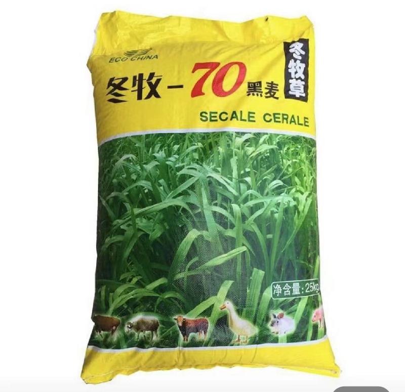 冬牧70黑麦草种子耐寒牧草种子全国发货四倍体黑麦草种子
