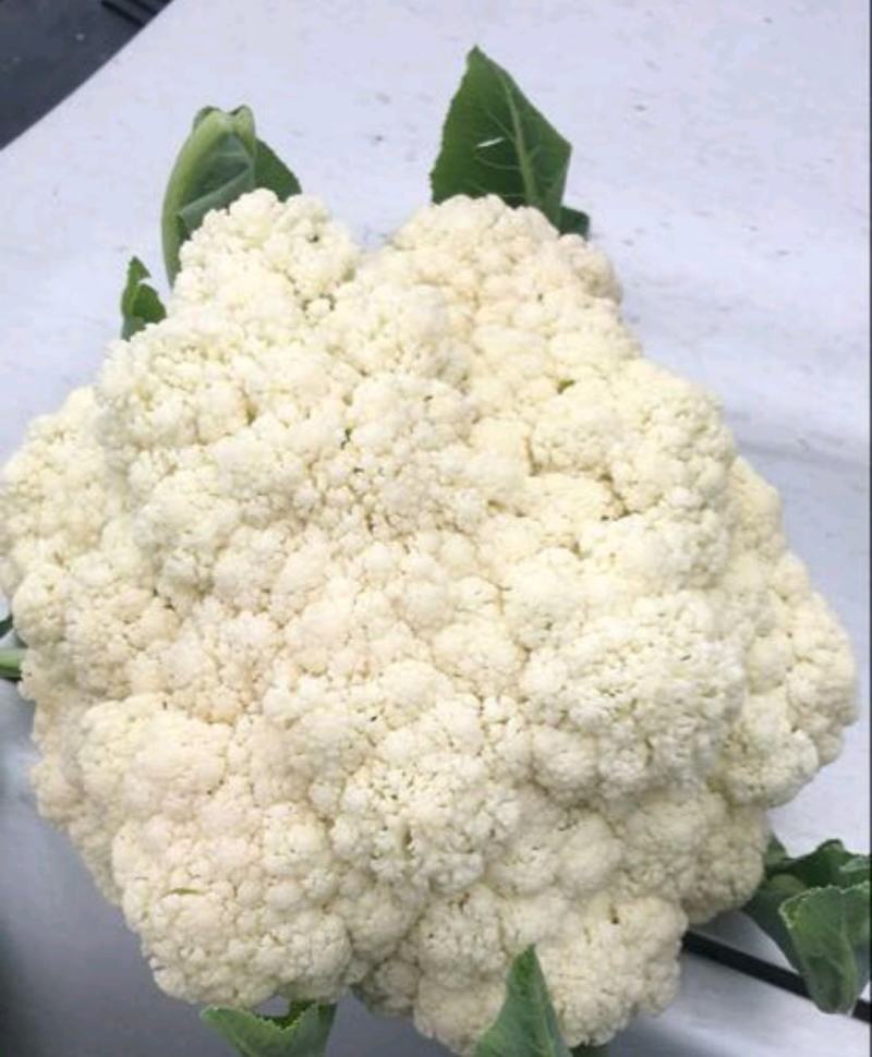 浙江菜花-松花菜2~3斤散花乳白一手货源