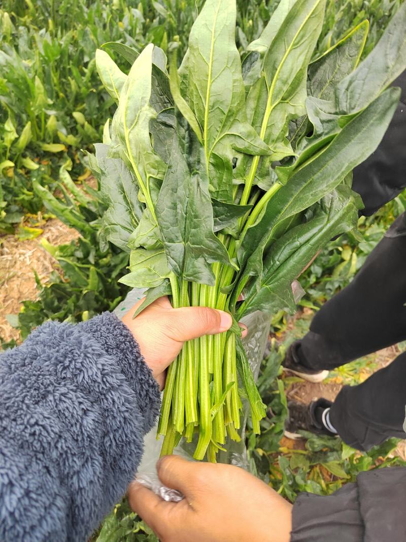 加工厂供应大叶菠菜40-50厘米