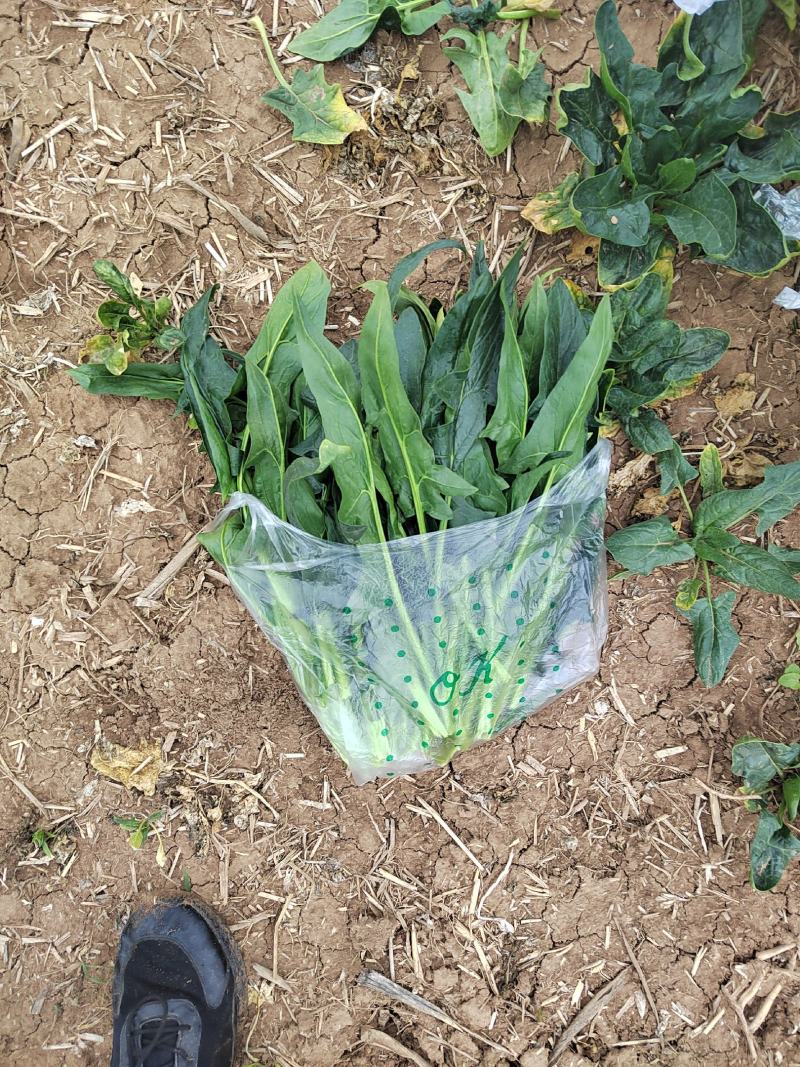 加工厂供应大叶菠菜40-50厘米