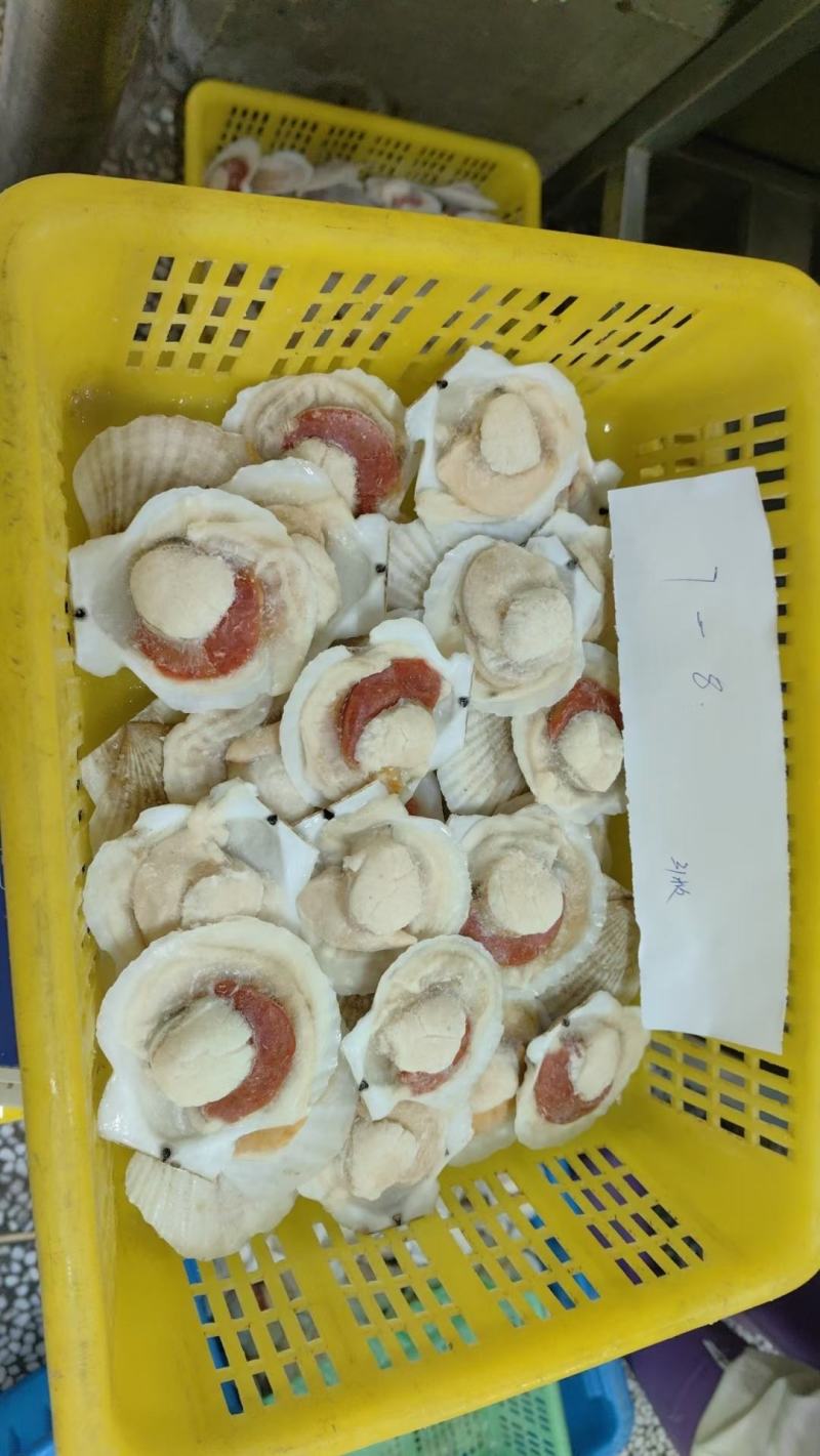 虾夷贝半壳