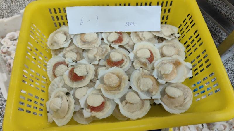 虾夷贝半壳
