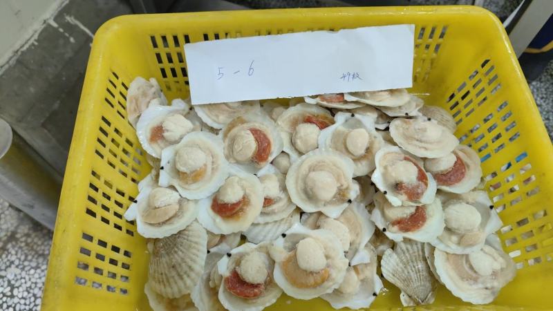虾夷贝半壳
