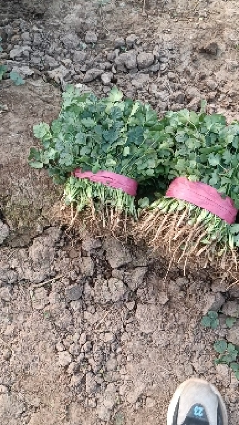 铁杆青香菜！产地直供！货源充足！支持各种包装发货欢迎下单