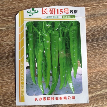 长研十五号羊角椒苗