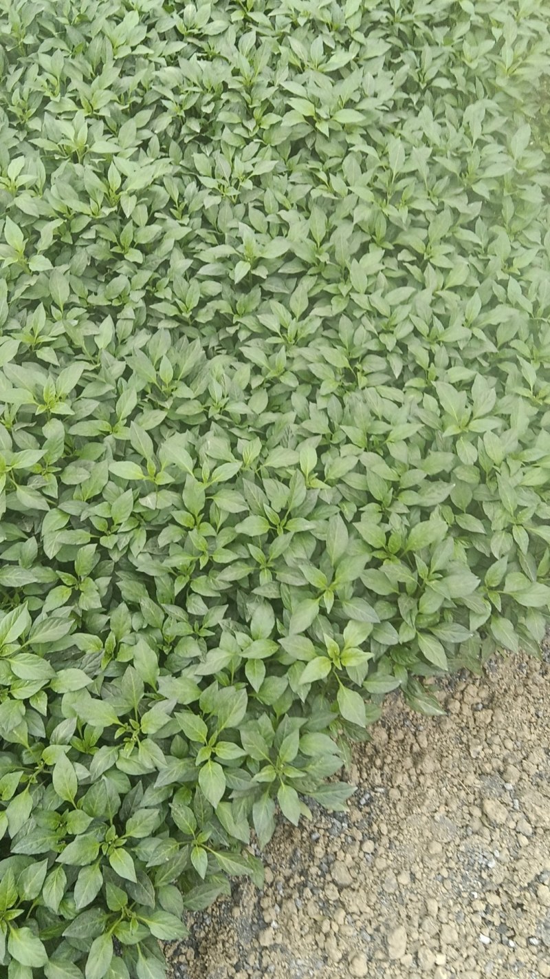 长研十五号羊角椒苗