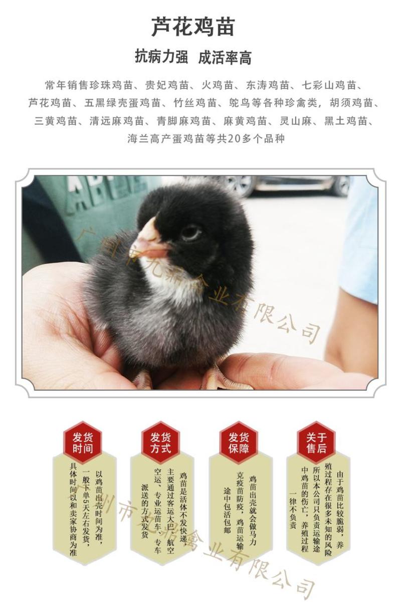 广州孵化场直售大种黑芦花鸡苗汶上芦花鸡苗金芦花白芦花鸡苗