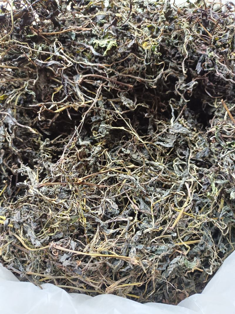 野生高山云雾绞股蓝，质量保证，欢迎选购