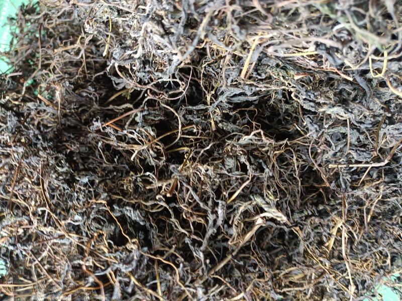野生高山云雾绞股蓝，质量保证，欢迎选购