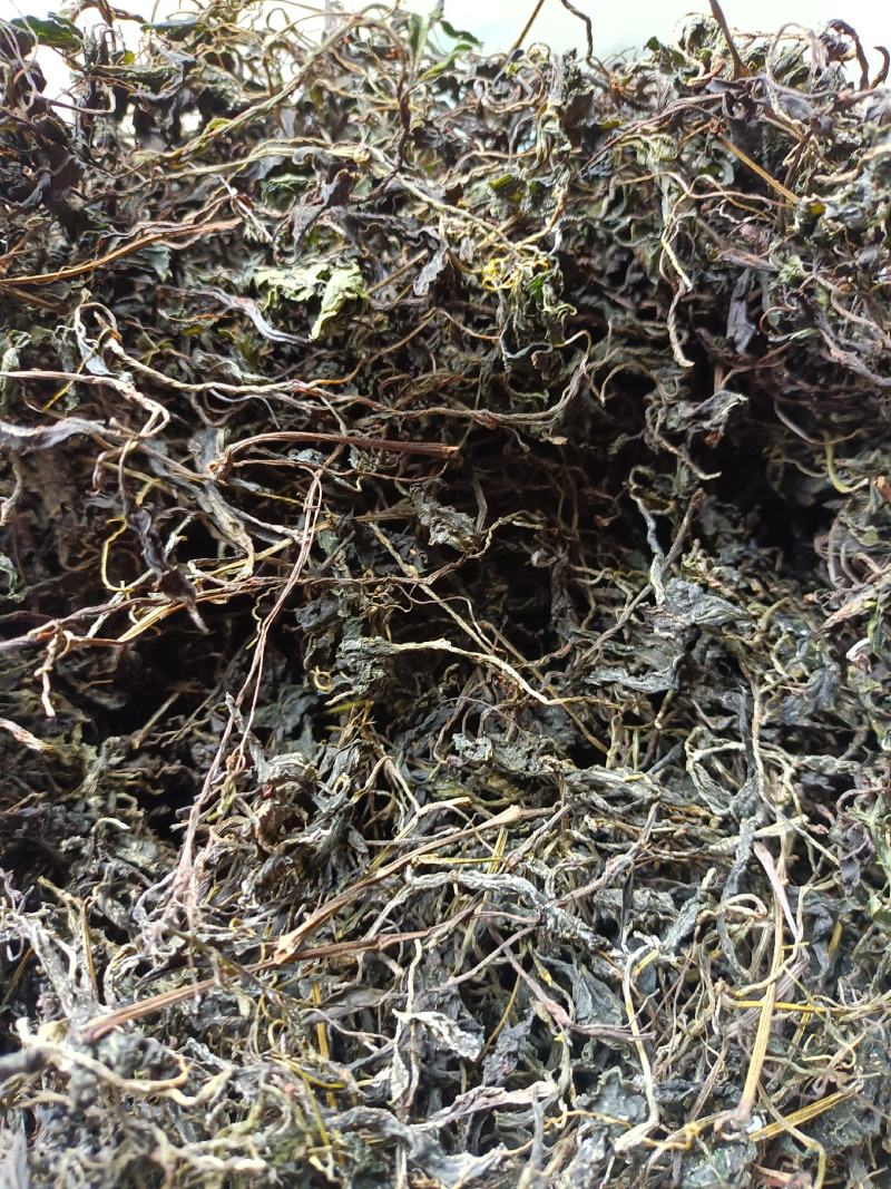 野生高山云雾绞股蓝，质量保证，欢迎选购