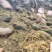 种植草炭土生产厂家花卉绿植有机蔬果用四川鑫立里基质