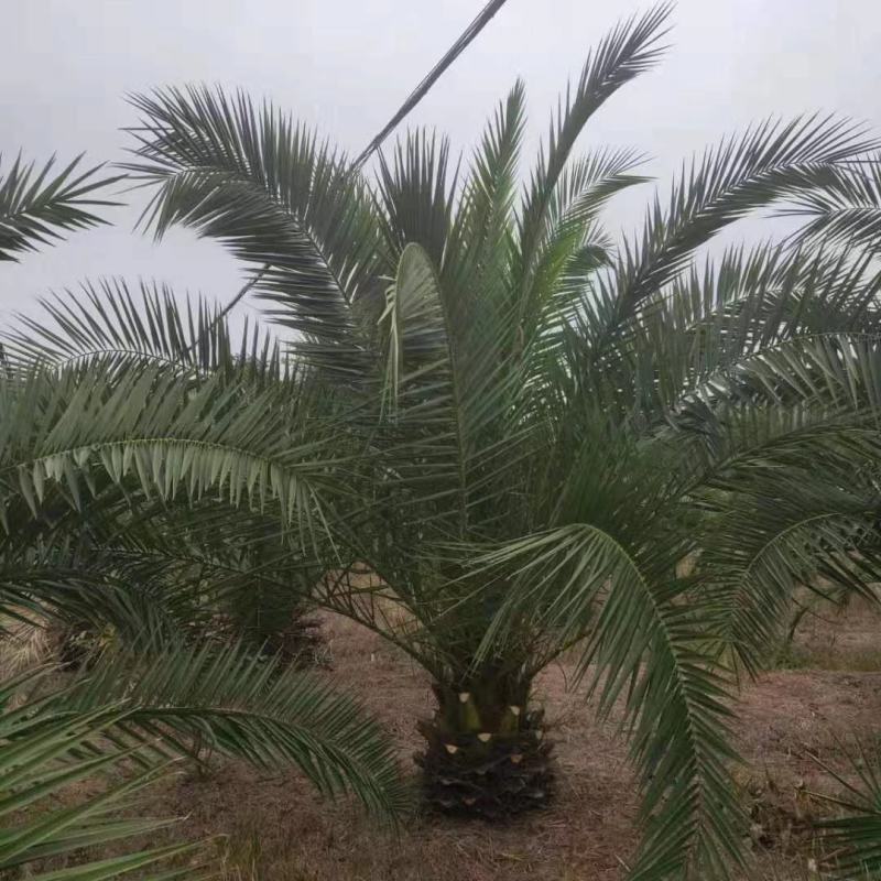 开封市通许县新建种植家庭农场加拿利海枣蒲葵棕榈