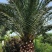 开封市通许县新建种植家庭农场加拿利海枣蒲葵棕榈