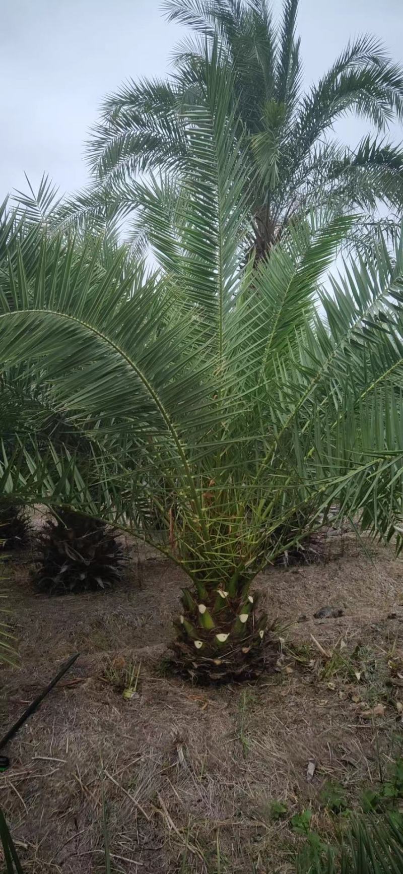 开封市通许县新建种植家庭农场加拿利海枣蒲葵棕榈