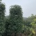 红叶石楠柱