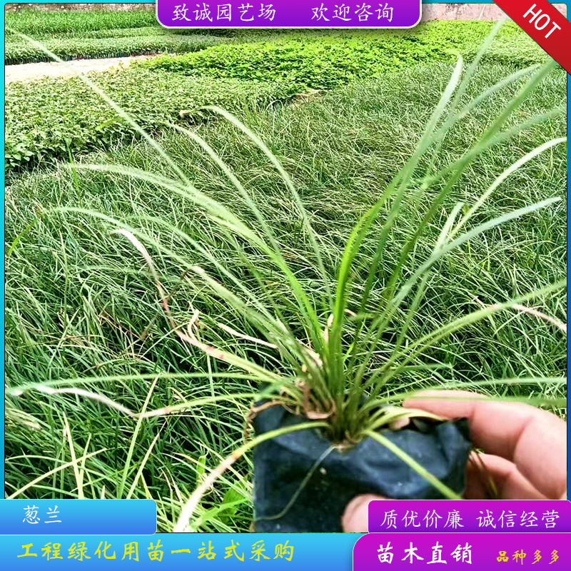 葱兰（各种规格都有，欢迎来电或在线咨询）