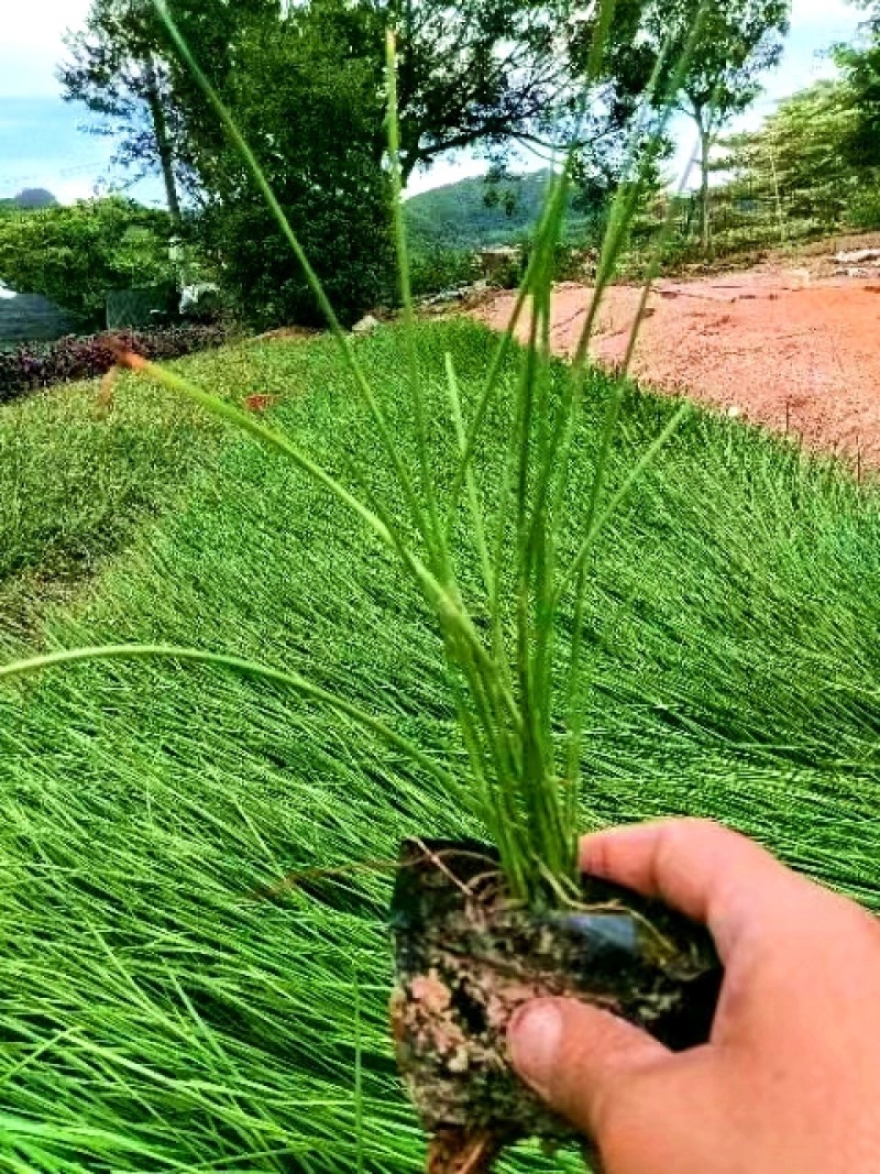 葱兰（各种规格都有，欢迎来电或在线咨询）