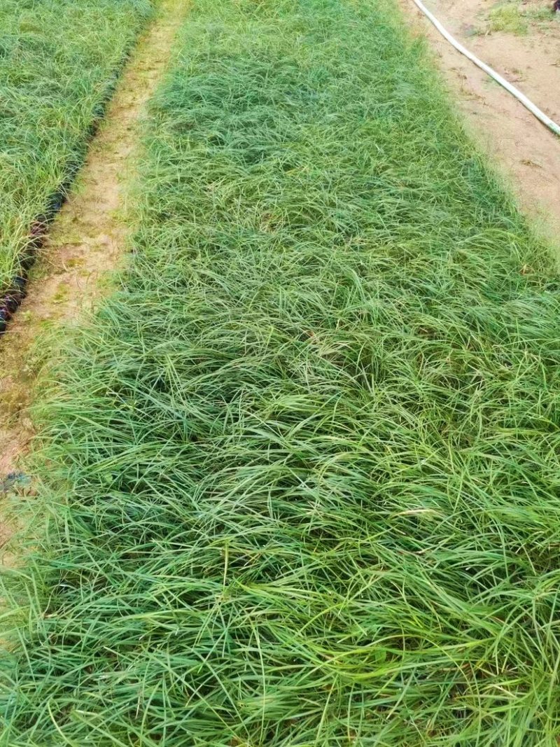 葱兰（各种规格都有，欢迎来电或在线咨询）